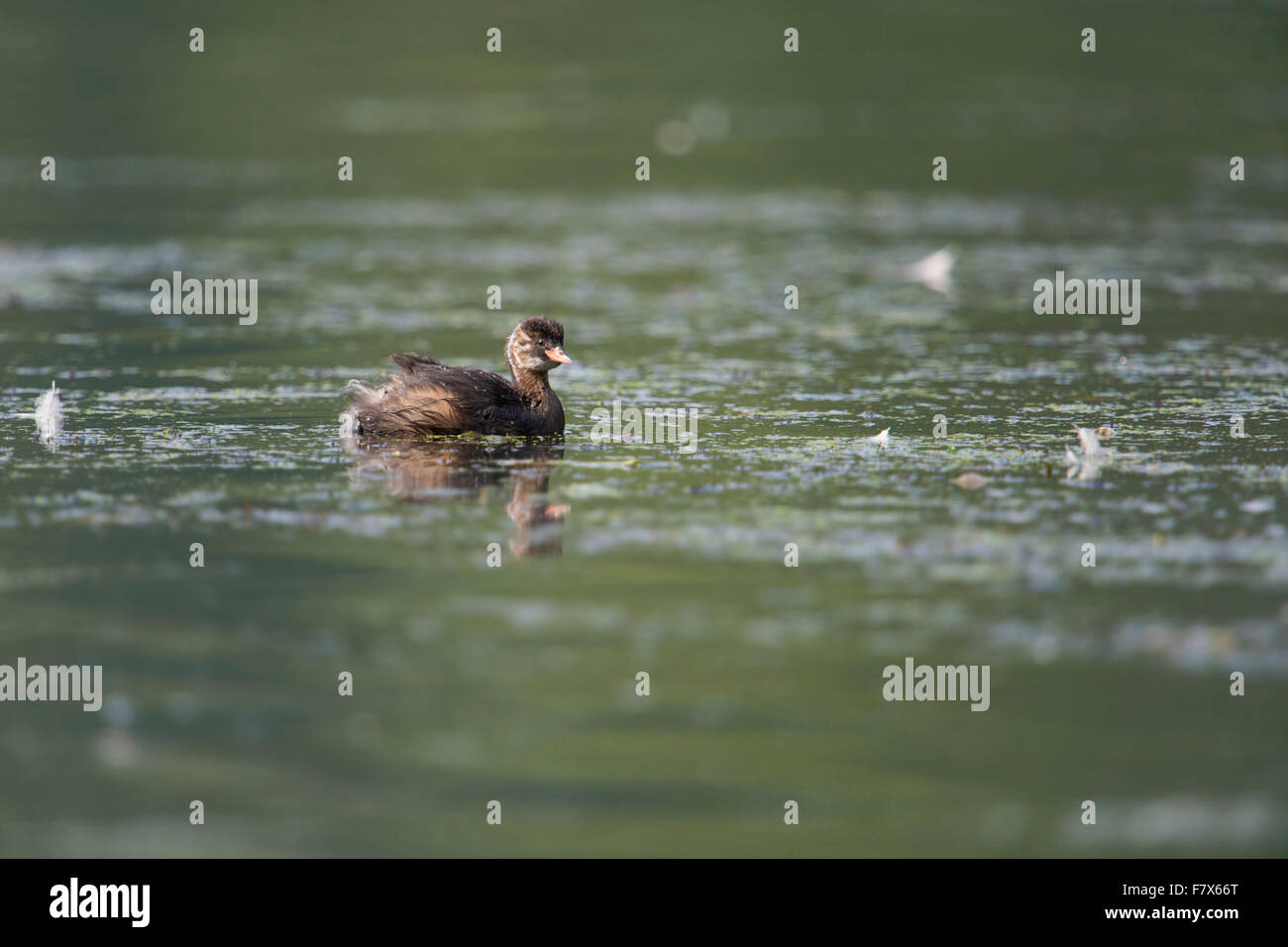 Juvénile petit Grebe / Zwergtaucher ( Tachybaptus ruficollis ) sur, pour ce petit oiseau typique, nutritif étendue d'eau, faune, Europe. Banque D'Images