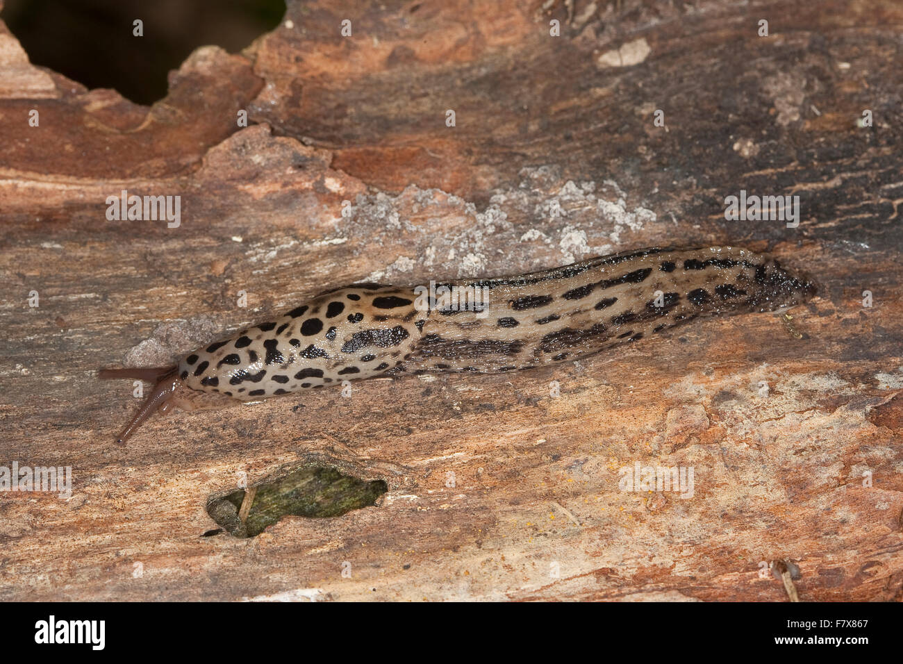 Gardenslug géant européen, grande limace grise, la limace, Großer Schnegel, Tigerschnegel Tiger-Schnegel, Limax maximus, Banque D'Images