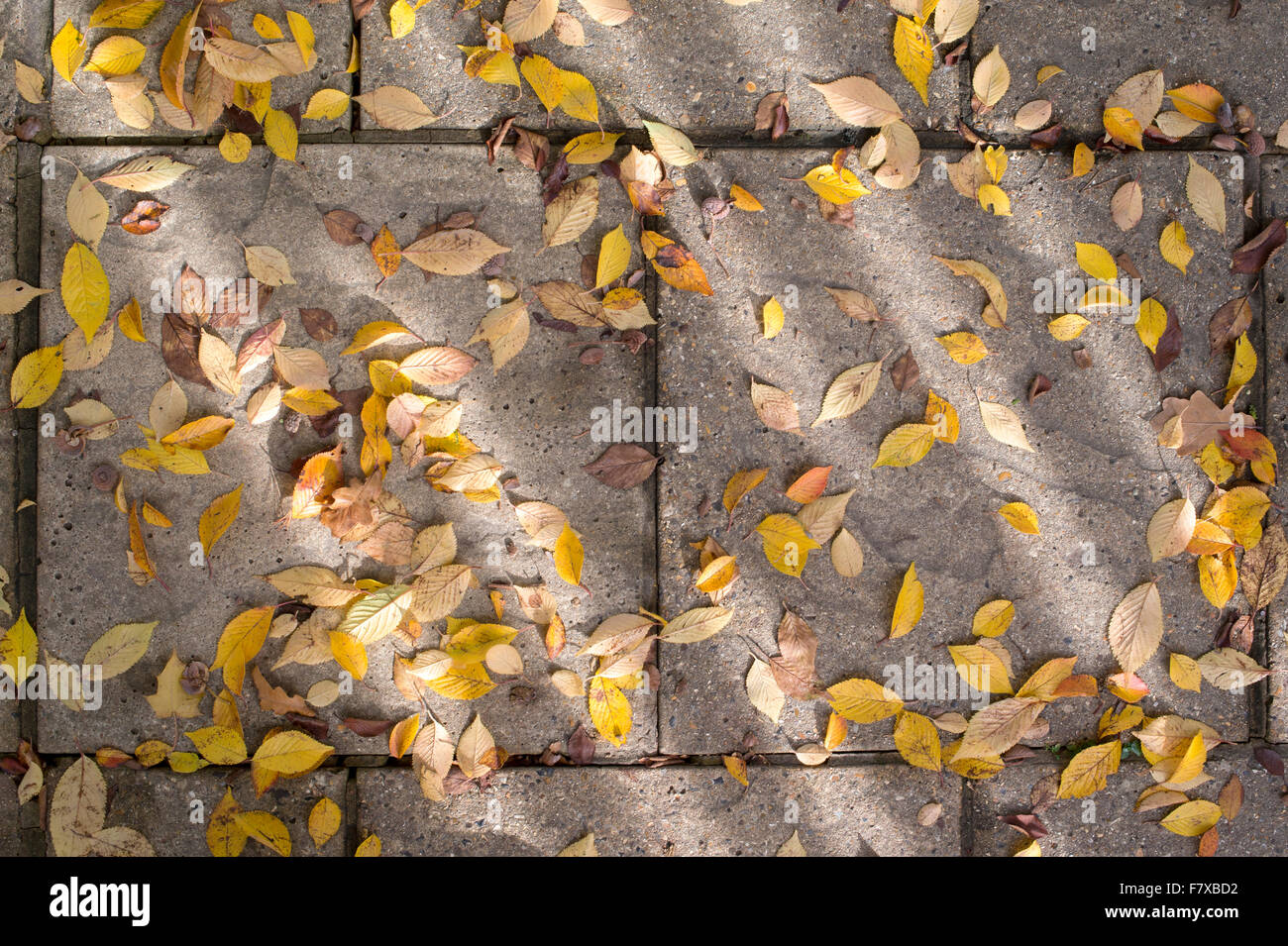 Prunus pendula var. Ascendens rosea. Tombée automne cerisier japonais feuilles sur un sentier. UK Banque D'Images