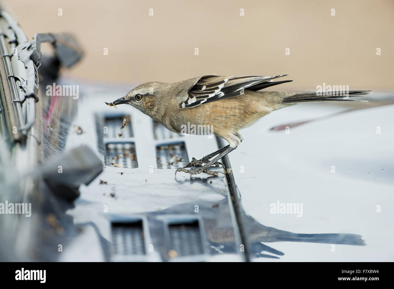 Patagonian Mockingbird (Mimus patagonicus), adultes se nourrissent d'insectes morts de pare-brise de voiture, Punta Norte, la Péninsule de Valdès, la Province de Chubut, en Patagonie, Argentine, Avril Banque D'Images