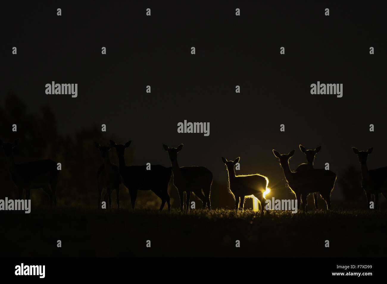 Le daim (Dama dama) et les faons n', troupeau silhouetté par streetlight en ville la nuit, Londres, Angleterre, Août Banque D'Images