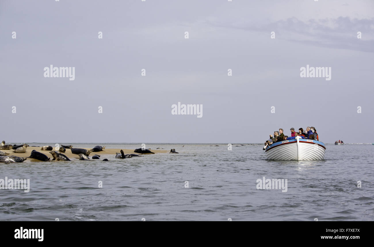 Phoque gris (Halichoerus grypus) et phoque commun (Phoca vitulina) groupe, sur banc, avec les touristes regarder à partir de la voile, Blakeney Point, Norfolk, Angleterre, octobre Banque D'Images