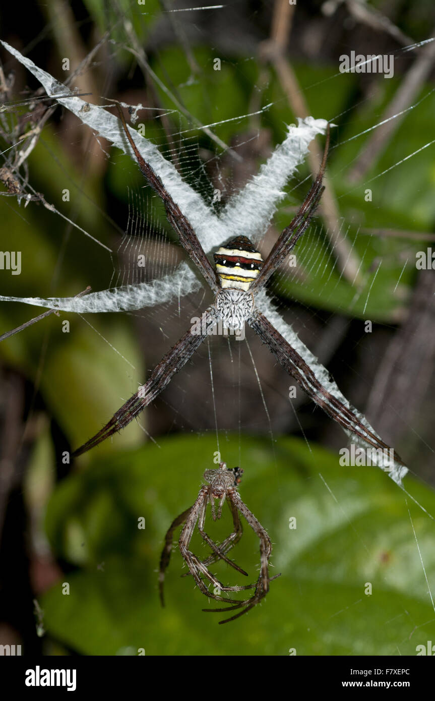 La croix de saint André multicolores (Spider Argiope versicolor) femelle adulte, sur web avec stabilimentum mué et exosquelette, Klunkung, Bali, moindre petites îles, l'Indonésie, septembre Banque D'Images