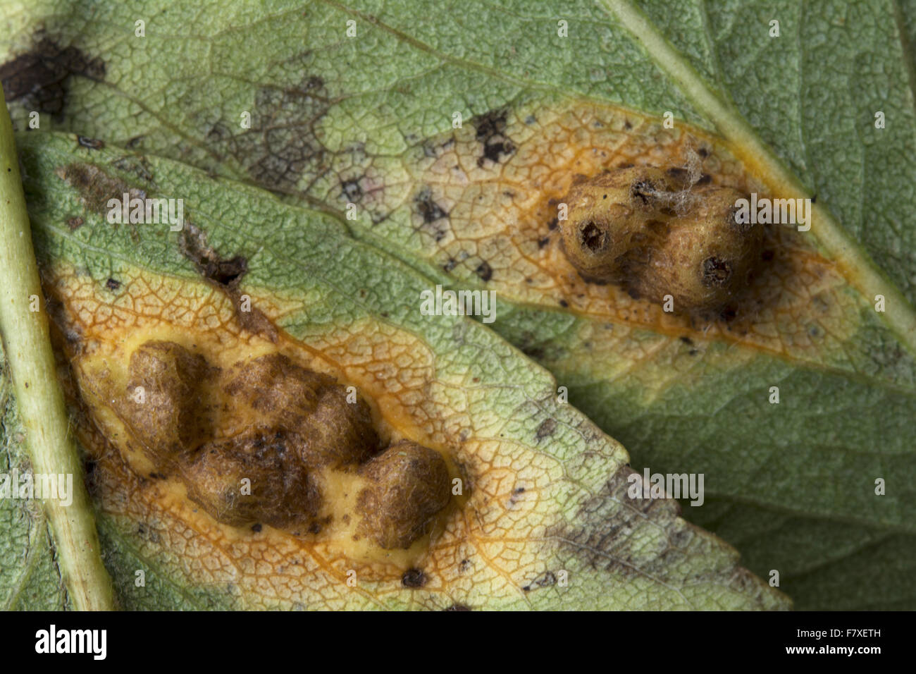 La Rouille grillagée (Gymnosporangium juniperi-virginianae) pustules sur Apple (Malus sp.) feuille dessous, Gojomo Jardin, Buckinghamshire, Angleterre, septembre Banque D'Images