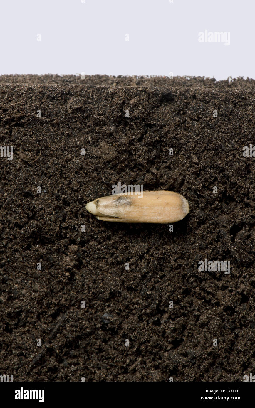 Les graines de tournesol dans ses téguments ou péricarpe ci-dessous de la surface du sol avant la germination et la croissance de la série (numéro 1) Banque D'Images
