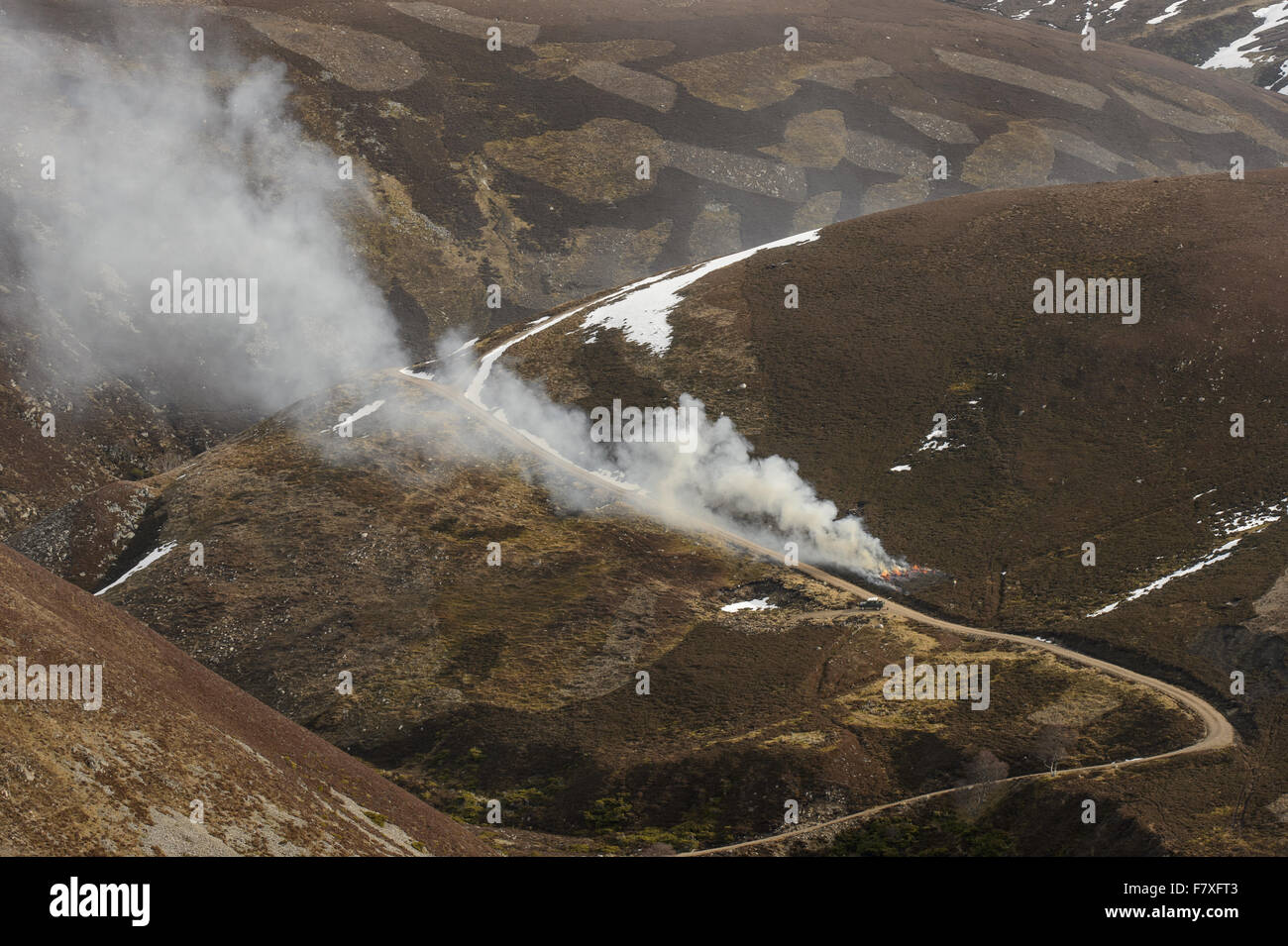 Heather gravure sur grouse moor Cairngorms, N.P., Grampian Mountains, Highlands, Ecosse, février Banque D'Images