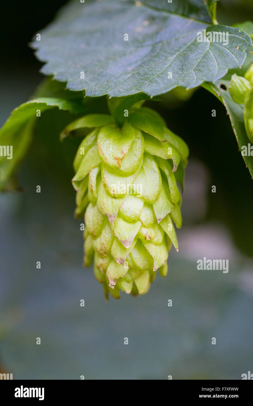 Ingrédients de la brasserie à l'installation de brassage : sauts qui sont biologiques cultivés sur la propriété. Banque D'Images