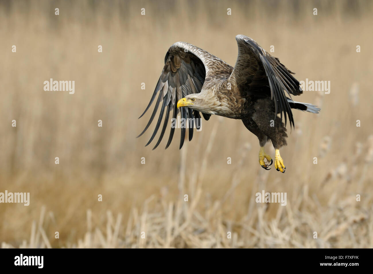 Aigle à queue blanche adulte / aigle de mer ( Haliaeetus albicilla ) en vol, battant ses ailes, entouré de roseau doré (faune), Europe. Banque D'Images