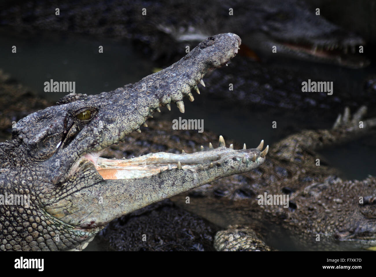 Medan, Nord de Sumatra, en Indonésie. 19Th Mar, 2015. Les crocodiles se rassemblent au moment de l'alimentation à la ferme aux crocodiles. La ville de Medan est un centre d'élevage qui détient plus de 2 800 crocodiles, qui sont aussi les plus grands de l'habitat des crocodiles dans le monde. Le mois dernier, les ministres de l'Indonésie a annoncé des plans pour les crocodiles, tigres et du Pirahna pour garder les détenus dans le pays, afin de les empêcher de s'échapper. © Ivan Damanik/Alamy Live News Banque D'Images