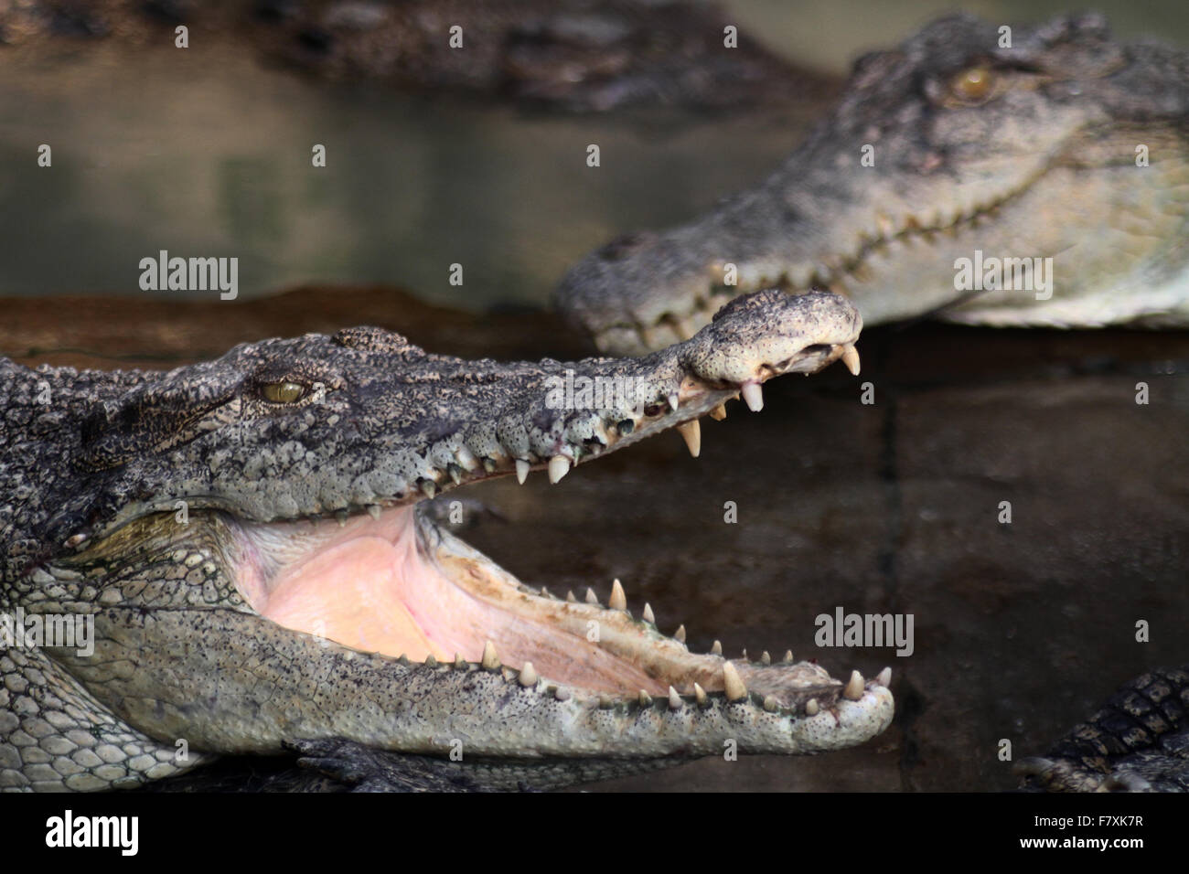 Medan, Nord de Sumatra, en Indonésie. 19Th Mar, 2015. Crocodile en captivité au moment des repas. La ville de Medan est un centre d'élevage qui détient plus de 2 800 crocodiles, qui sont aussi les plus grands de l'habitat des crocodiles dans le monde. Le mois dernier, les ministres de l'Indonésie a annoncé des plans pour les crocodiles, tigres et du Pirahna pour garder les détenus dans le pays, afin de les empêcher de s'échapper. © Ivan Damanik/Alamy Live News Banque D'Images