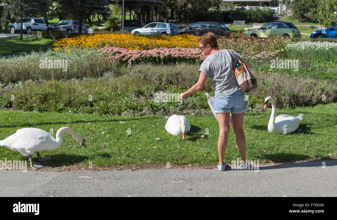 Middle aged woman tannées en short et lunettes de nourrir les cygnes sauvages à Bled, Slovénie Banque D'Images