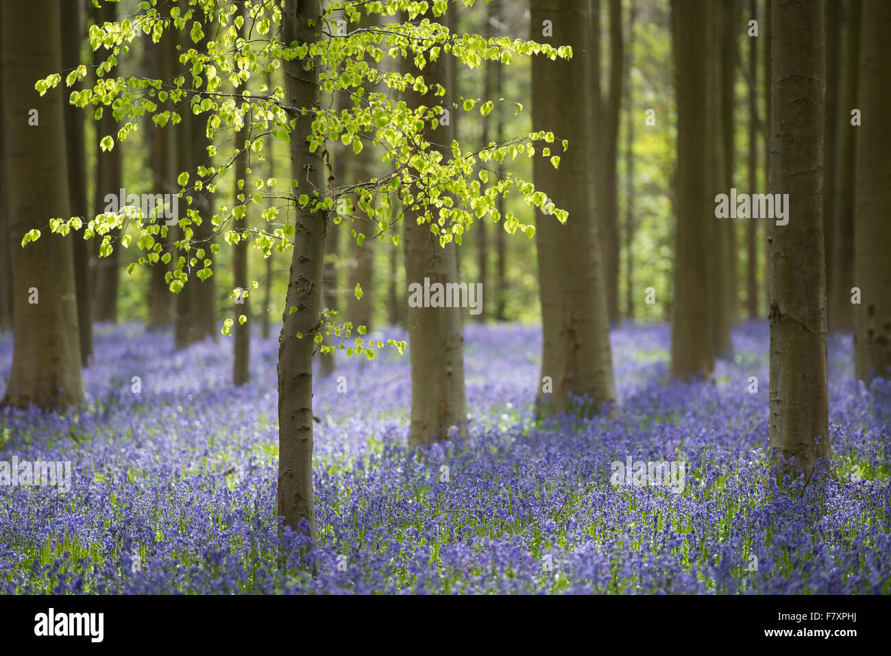 Au printemps hallerbos de fleurs de jacinthes, halle, province de Hainaut, Belgique Banque D'Images