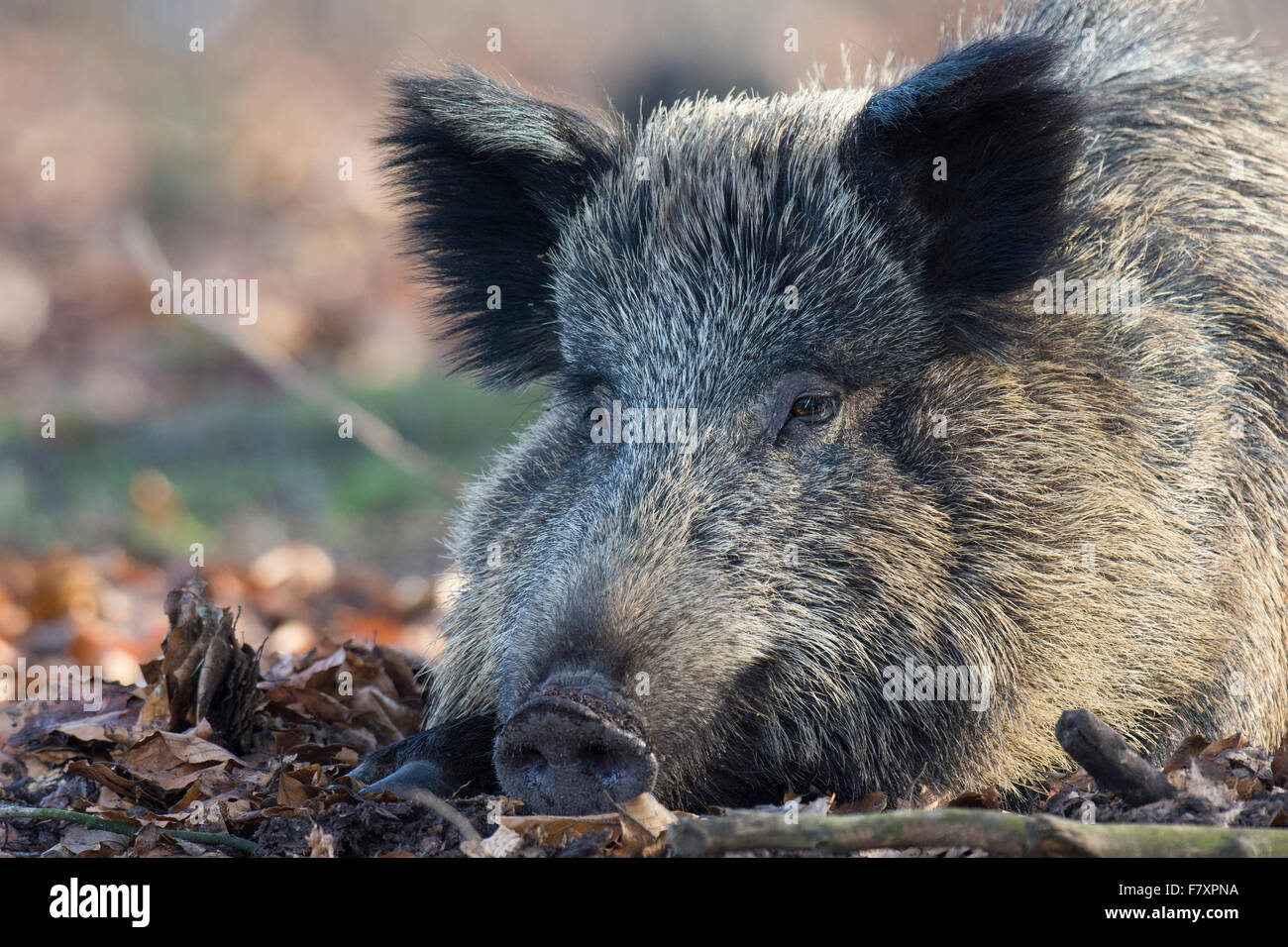 Sanglier, sus scrofa, forêt de Teutoburg, Basse-Saxe, Allemagne Banque D'Images