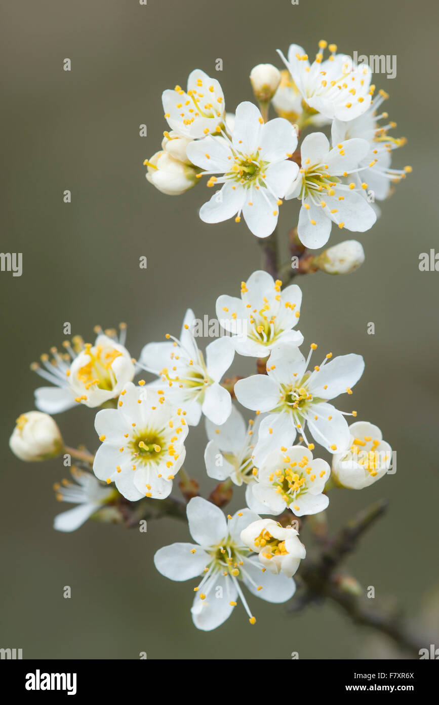 Fleurs de prunellier (Prunus spinosa), oldenburger münsterland, Niedersachsen, Allemagne Banque D'Images