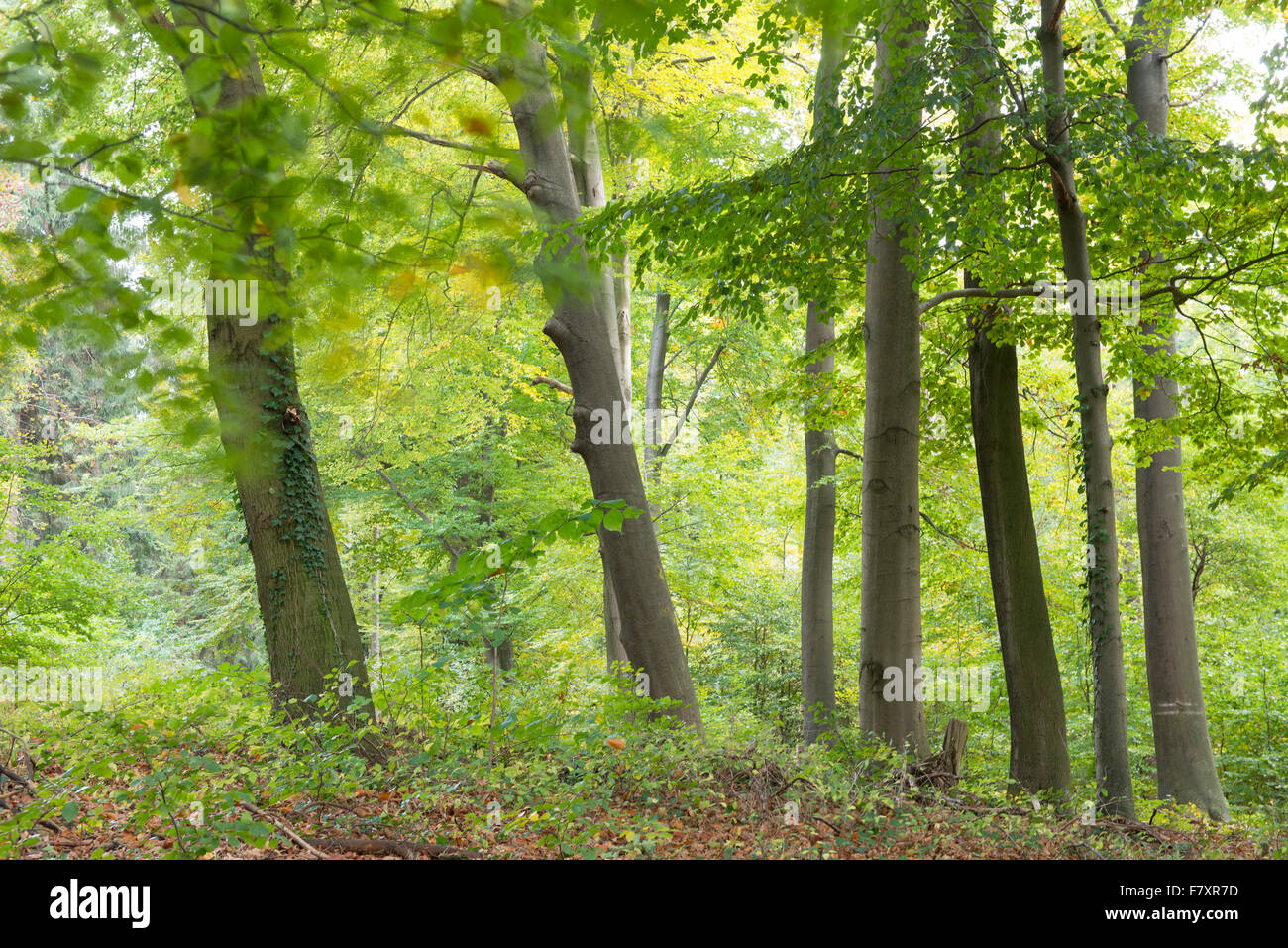 Forêt de hêtres, dammer berge, district de Vechta, Niedersachsen, Allemagne Banque D'Images