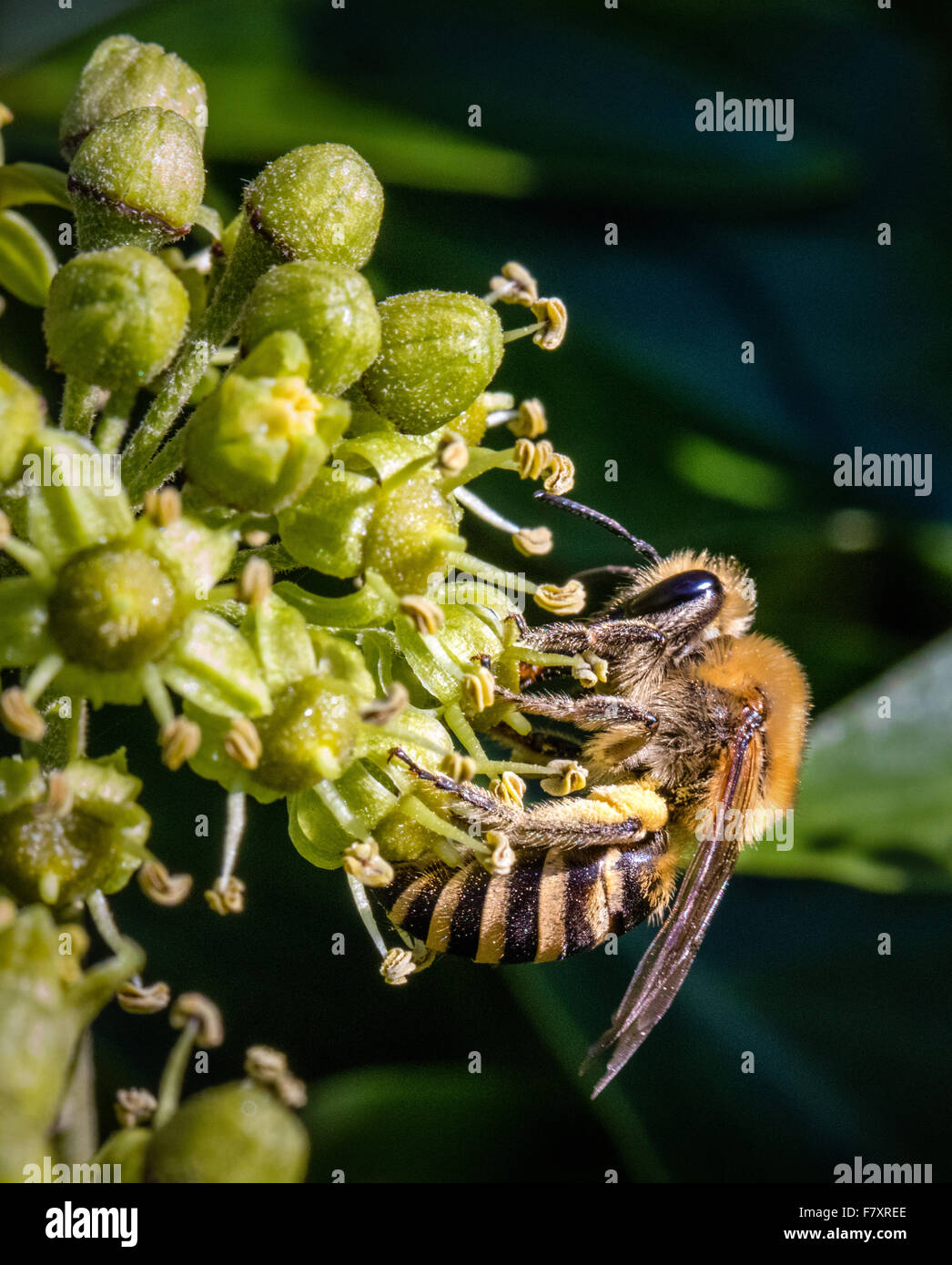 Colletes hederae Ivy Bee - une espèce d'abeille solitaire miner - se nourrissant de fleurs de lierre Hedera helix Banque D'Images