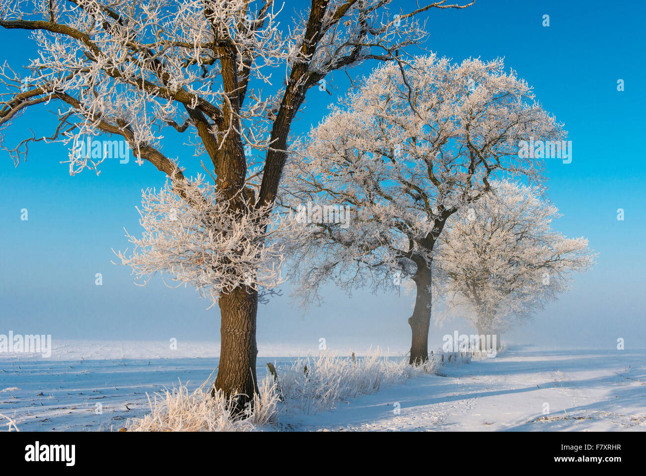 Chêne en hiver, Vechta, Niedersachsen, Allemagne Banque D'Images