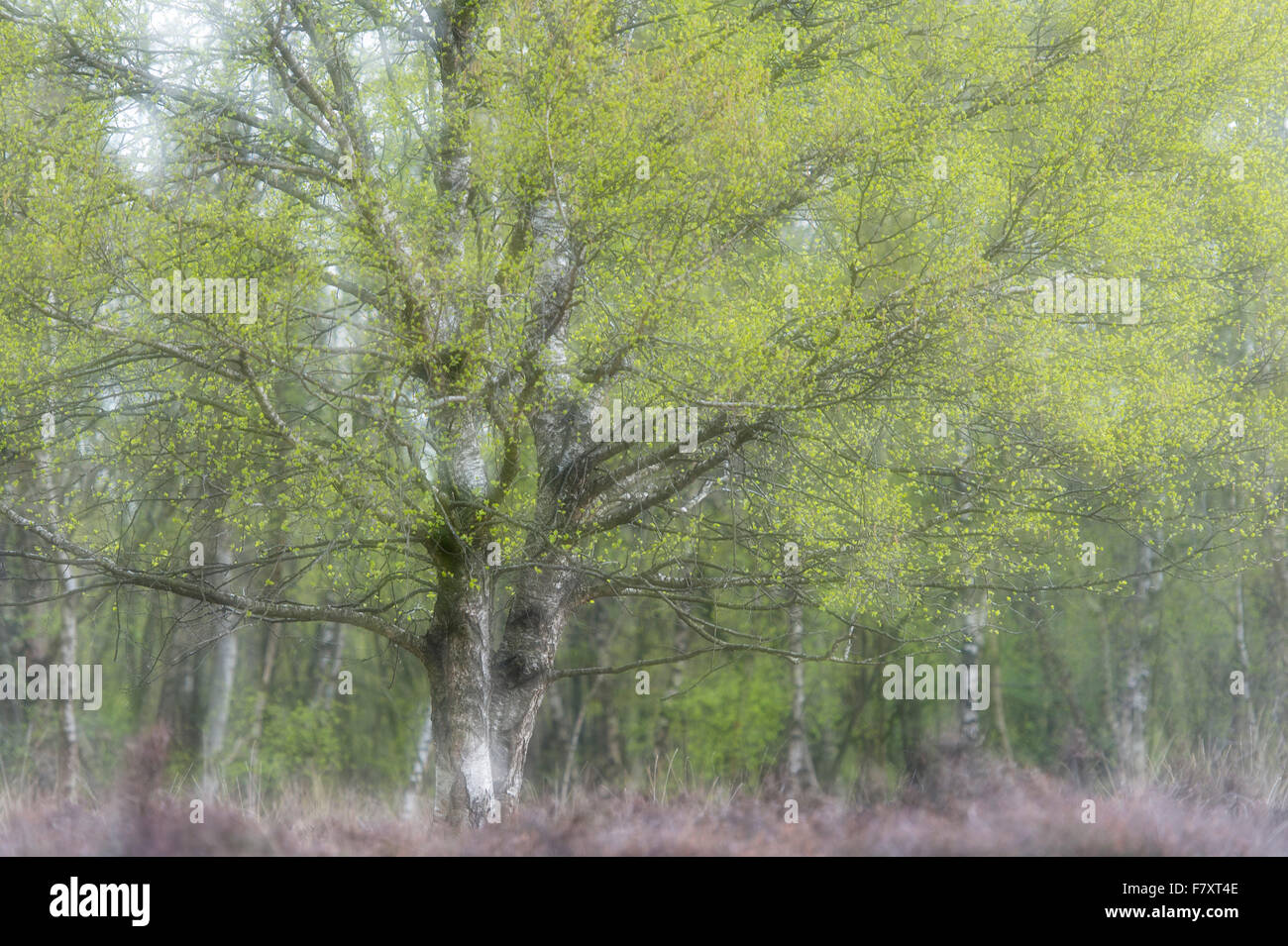En birch tree Moor, Basse-Saxe, Allemagne Banque D'Images