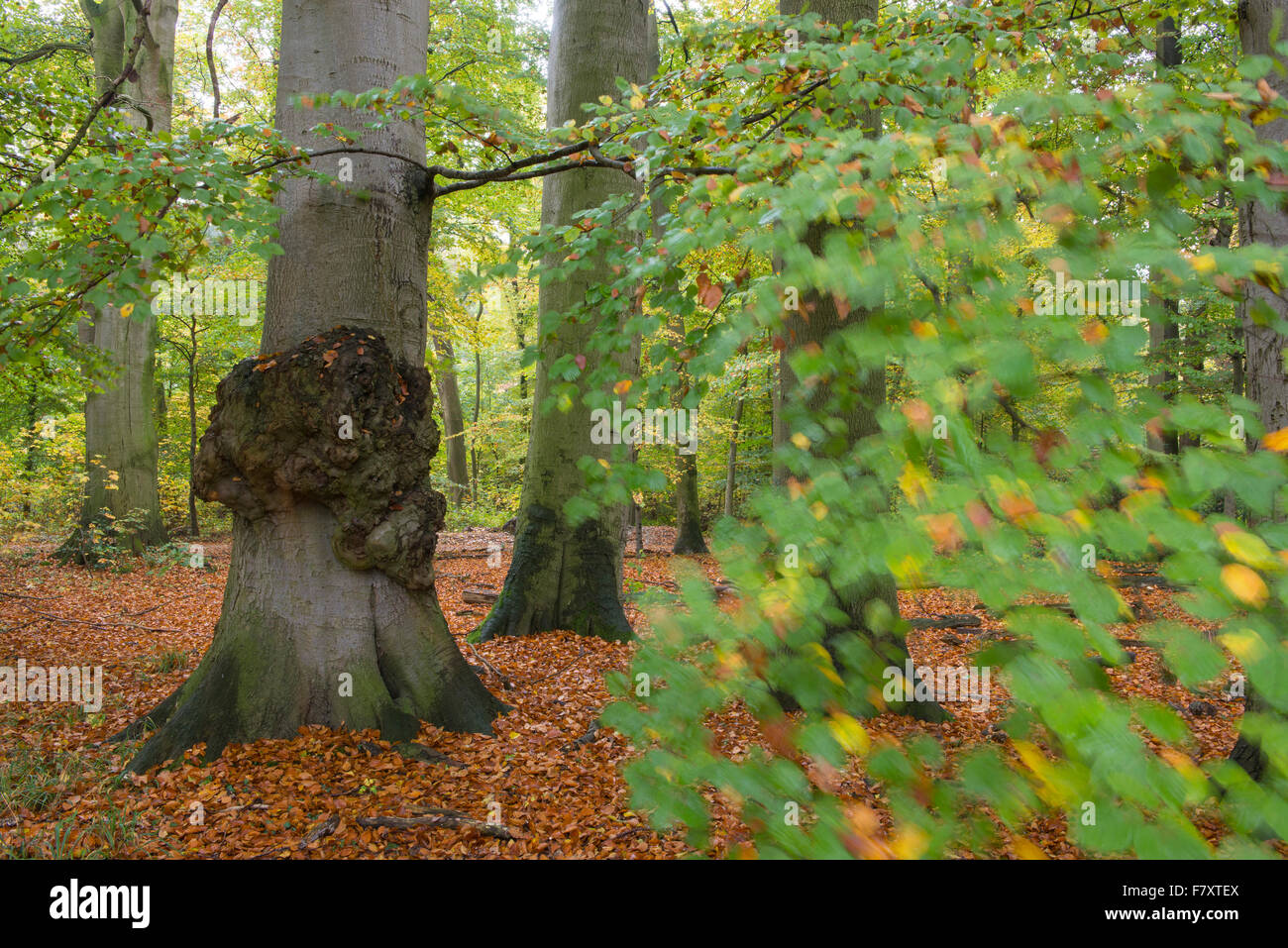 Forêt de hêtres automne à près de hasbruch hude, Oldenburg, Niedersachsen, Allemagne Banque D'Images