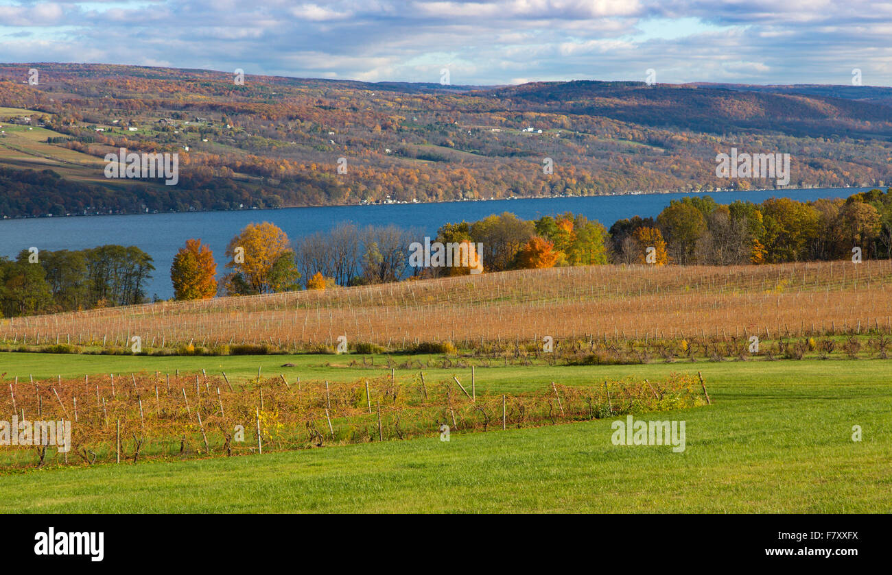 La fin de l'automne à Glenora vignes sur Seneca Lake dans la région des lacs Finger de l'État de New York Banque D'Images