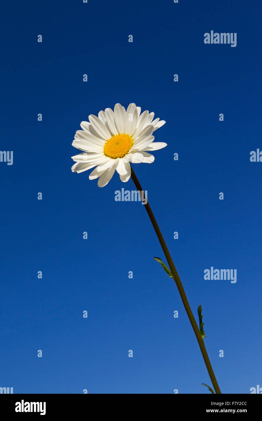 La marguerite blanche / oxeye daisy (Leucanthemum vulgare / Chrysanthemum leucanthemum) en fleurs sur fond de ciel bleu en été Banque D'Images