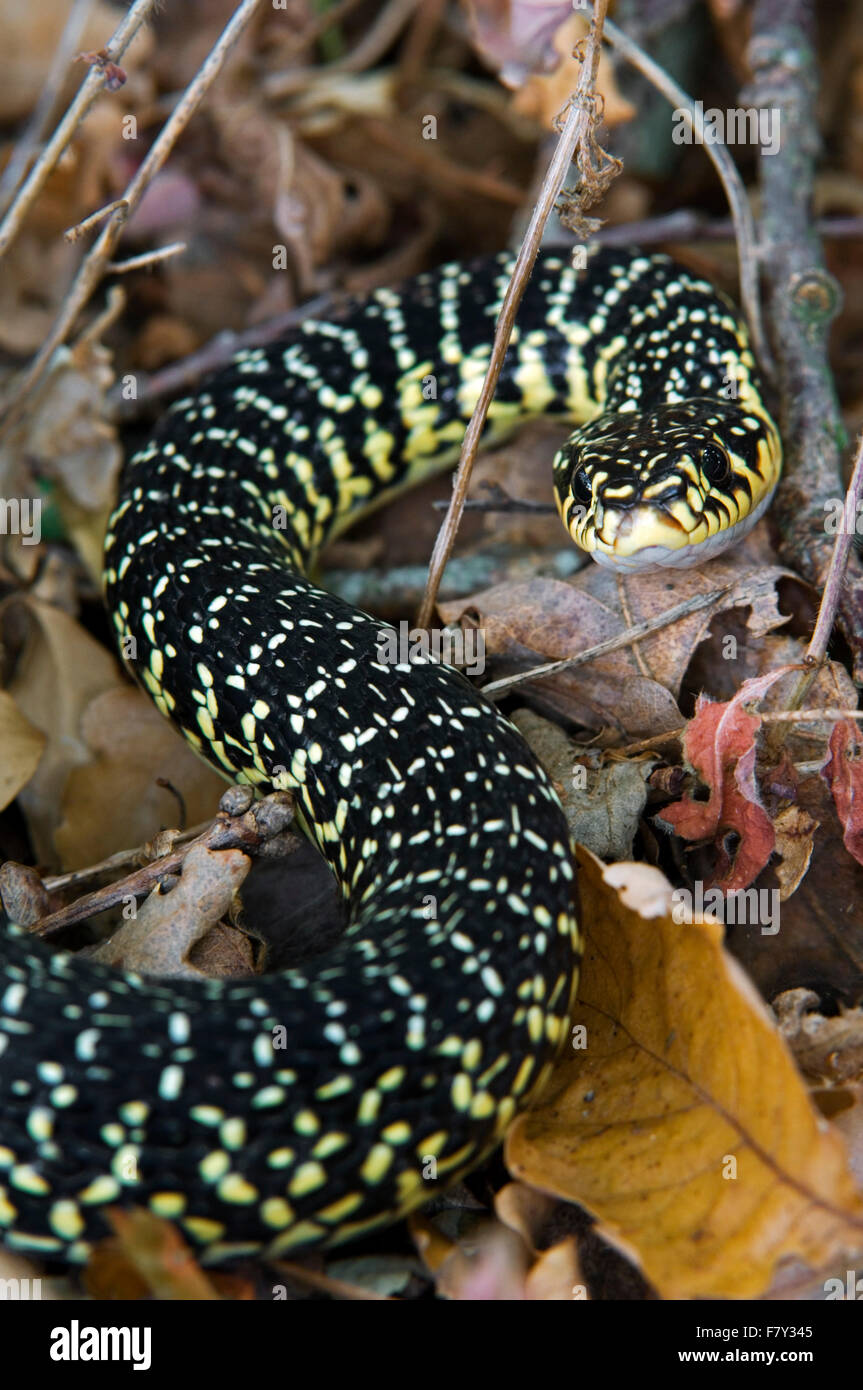 Green snake whip whip / western snake (Hierophis viridiflavus) prêt à frapper Banque D'Images