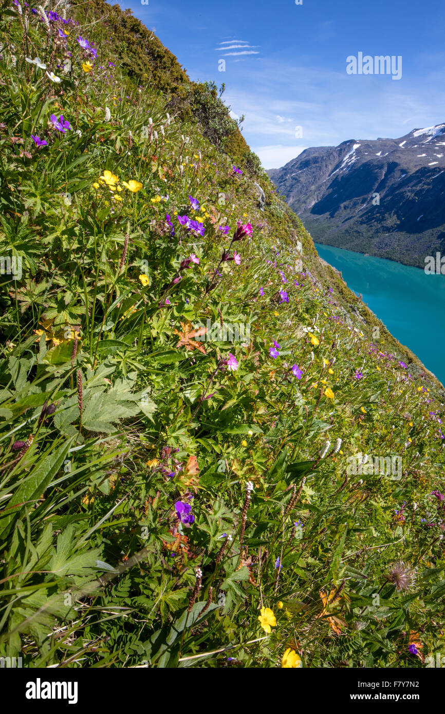 Près de pentes verticales sur le Bukkelaegeret la descente au Lac Gjende avec des espèces riches en végétation le parc national de Jotunheimen Norvège Banque D'Images