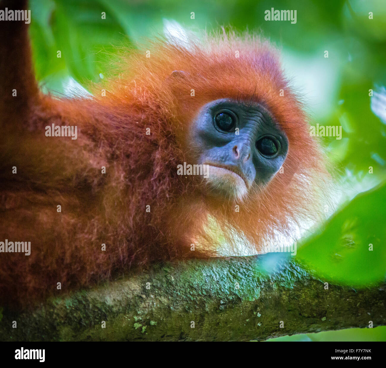 La feuille rouge - Singe écureuil Langur rubicunda - pluie dans les arbres des forêts du Sabah Bornéo Banque D'Images
