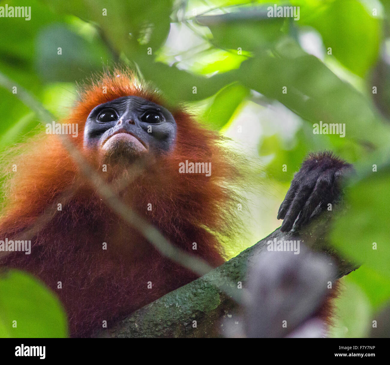 La feuille rouge - Singe écureuil Langur rubicunda - pluie dans les arbres des forêts du Sabah Bornéo Banque D'Images