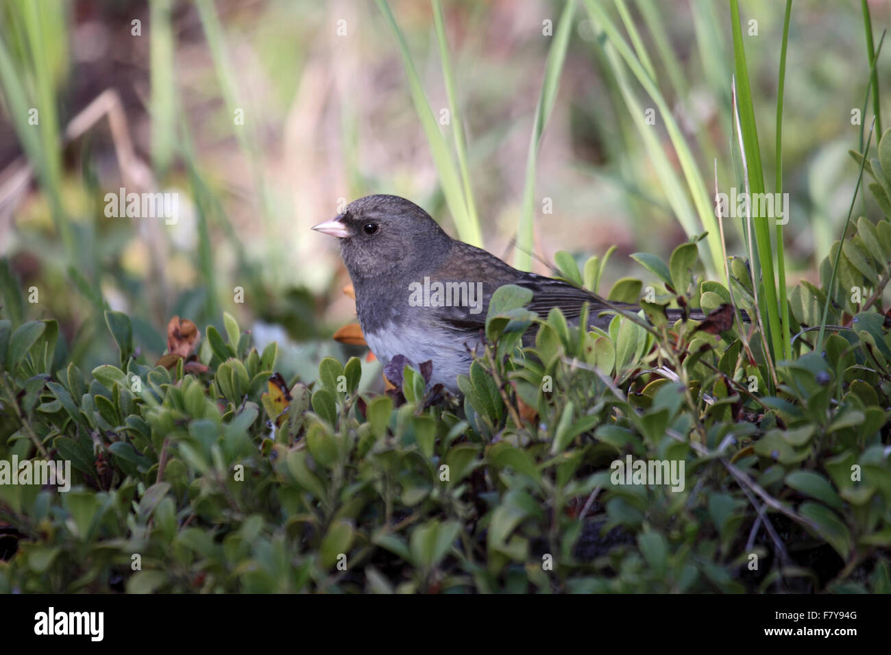 Junco ardoisé foncé parmi les arbustes nains en Alberta Canada Banque D'Images