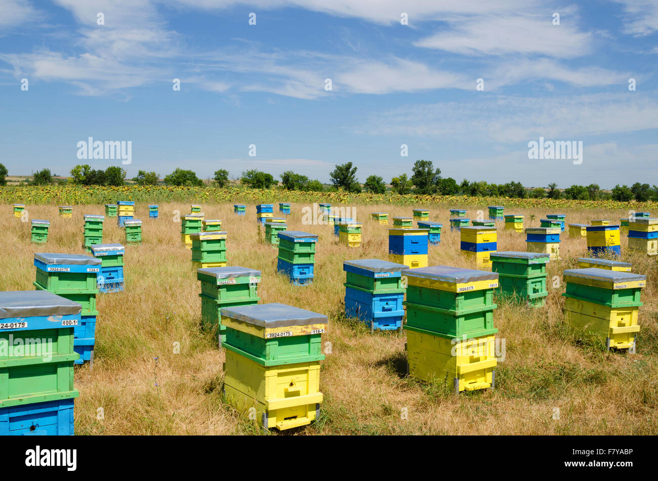 Ruches dans un champ en face de tournesols Banque D'Images