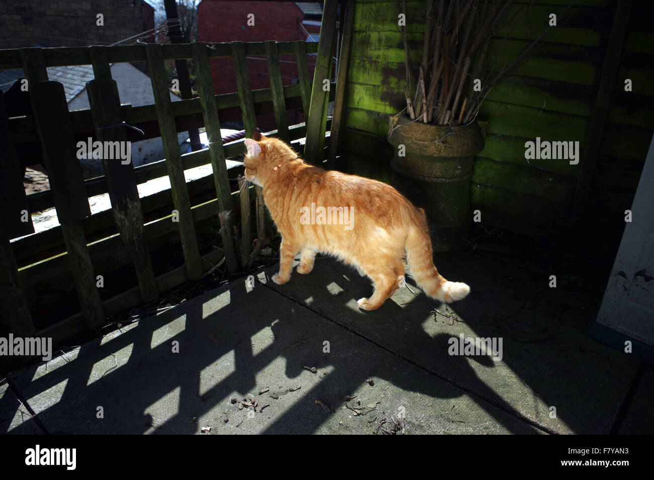 Chat de gingembre à l'intermédiaire de jardin clôture Banque D'Images