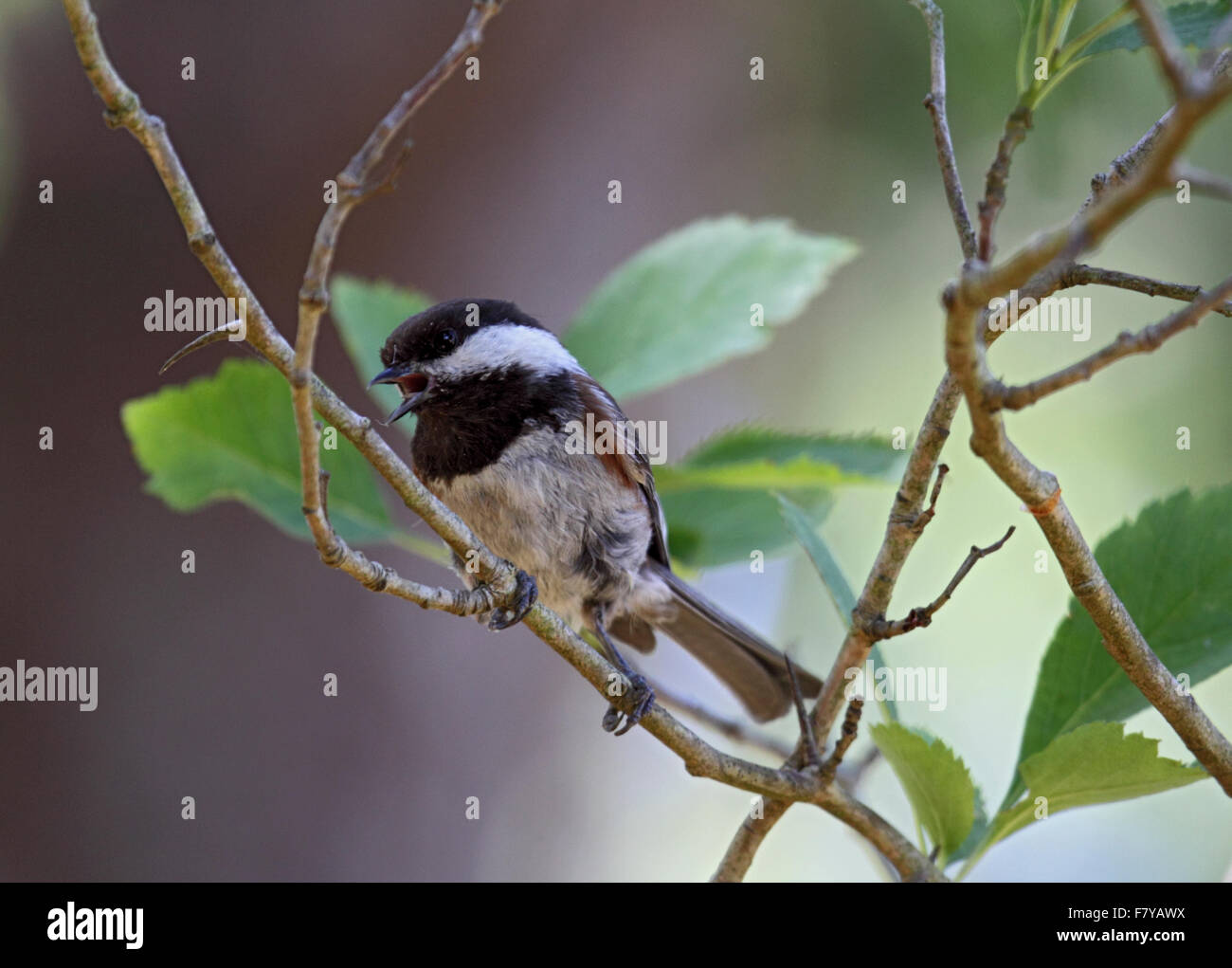 Chant Mésange Ã dos marron dans l'Ouest du Canada Banque D'Images