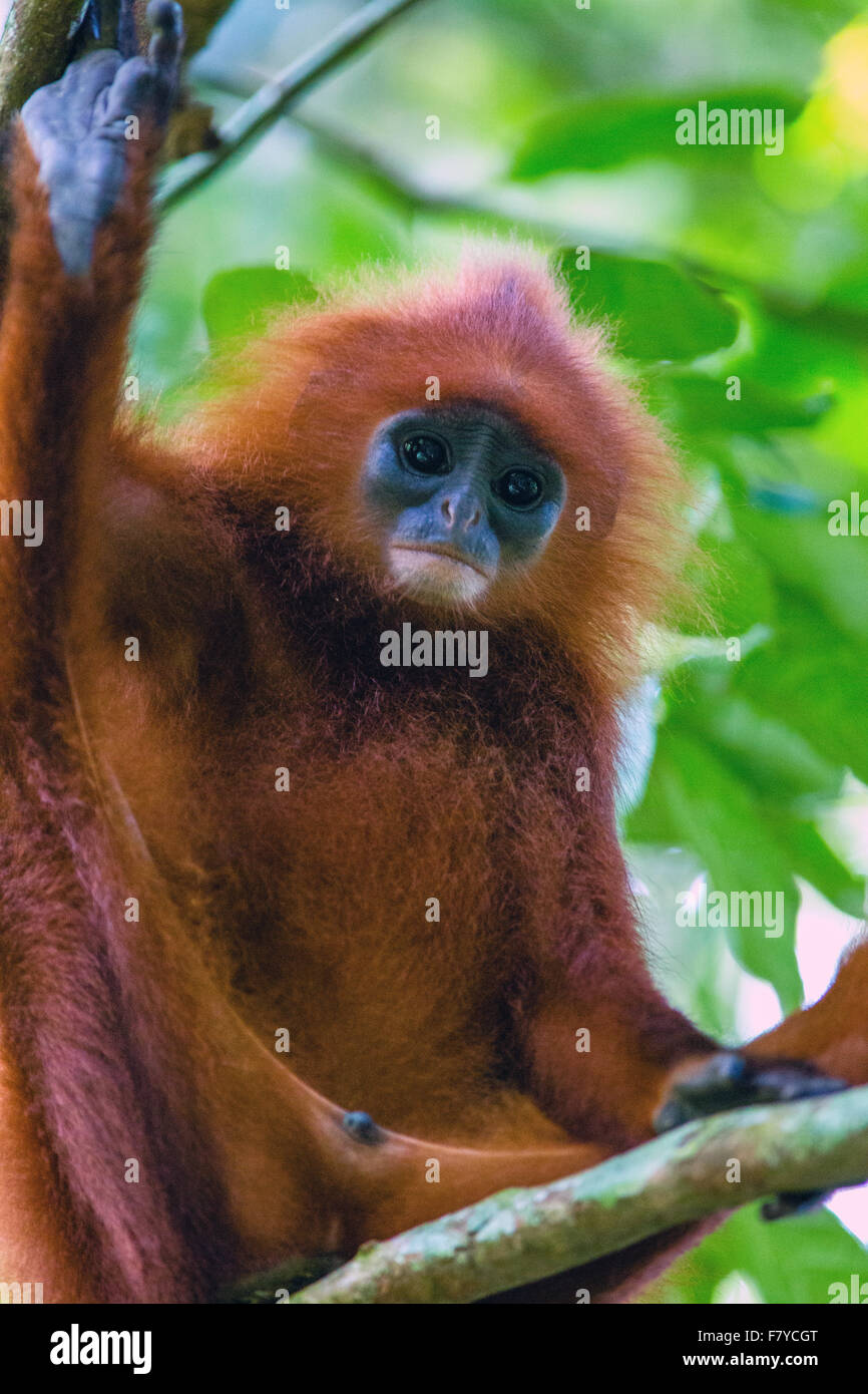 Red Leaf Monkey à la recherche vers le bas d'un arbre dans la forêt tropicale de Bornéo Banque D'Images