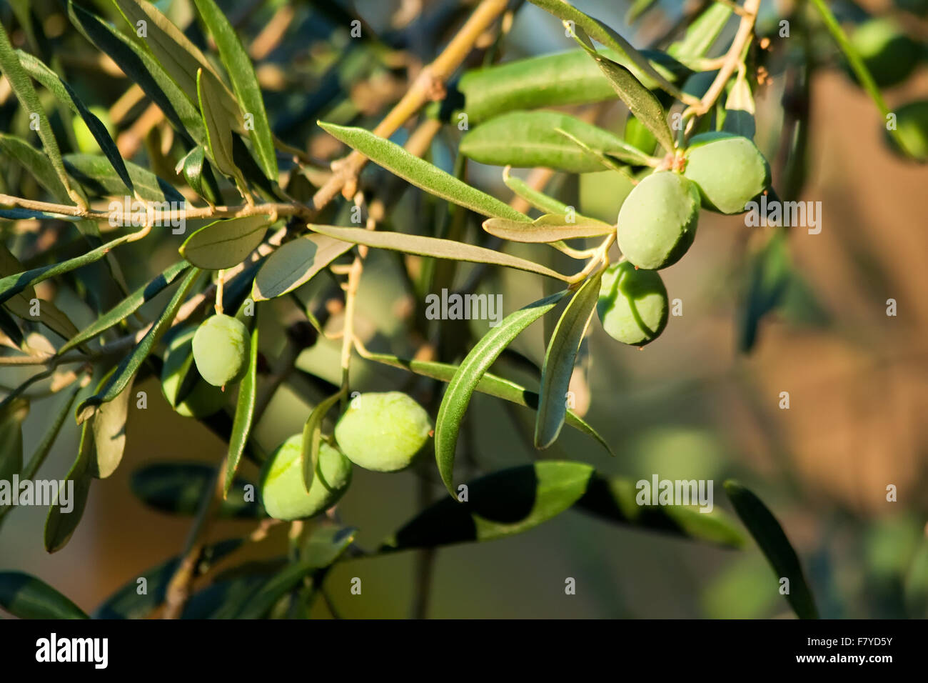 Olives bio méditerranéenne sur sa branche d'arbre Banque D'Images