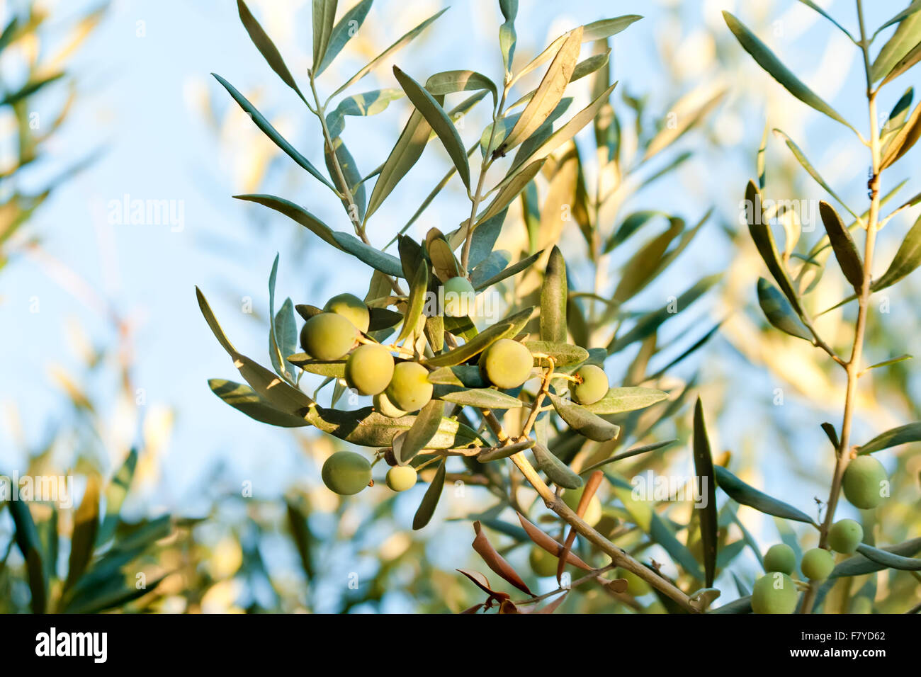 Olives bio méditerranéenne sur sa branche d'arbre Banque D'Images