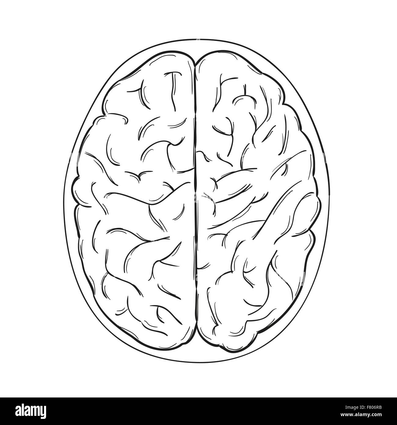 cerveau humain Illustration de Vecteur