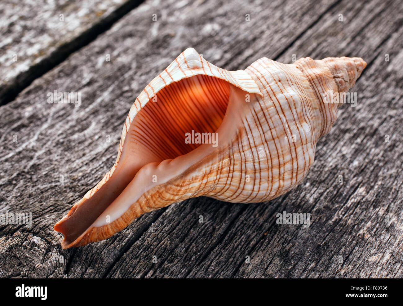 Sea Shell sur fond de bois Banque D'Images