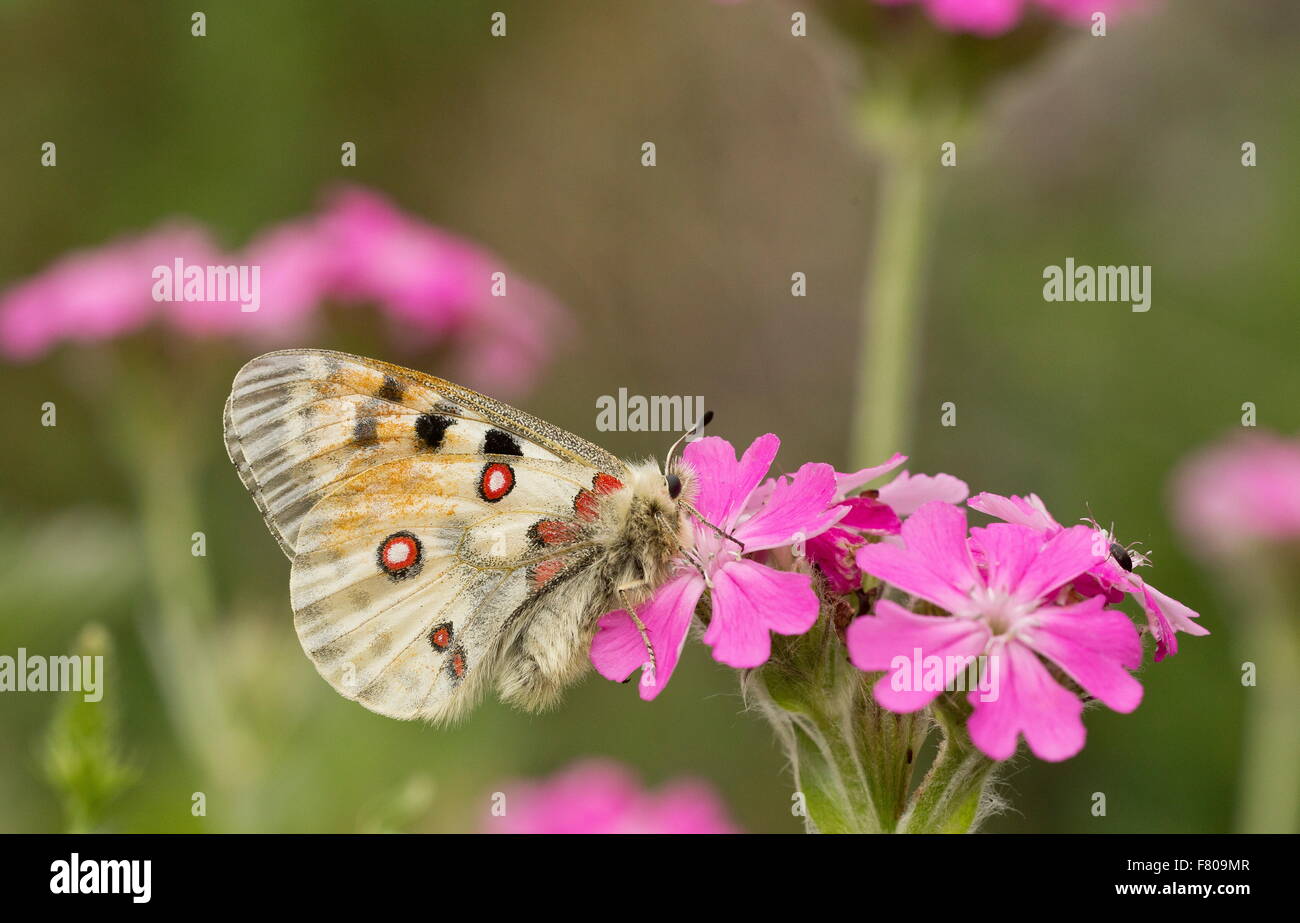 , Papillon Apollon Parnassius apollo sur Jove's flower, Alpes françaises. Banque D'Images