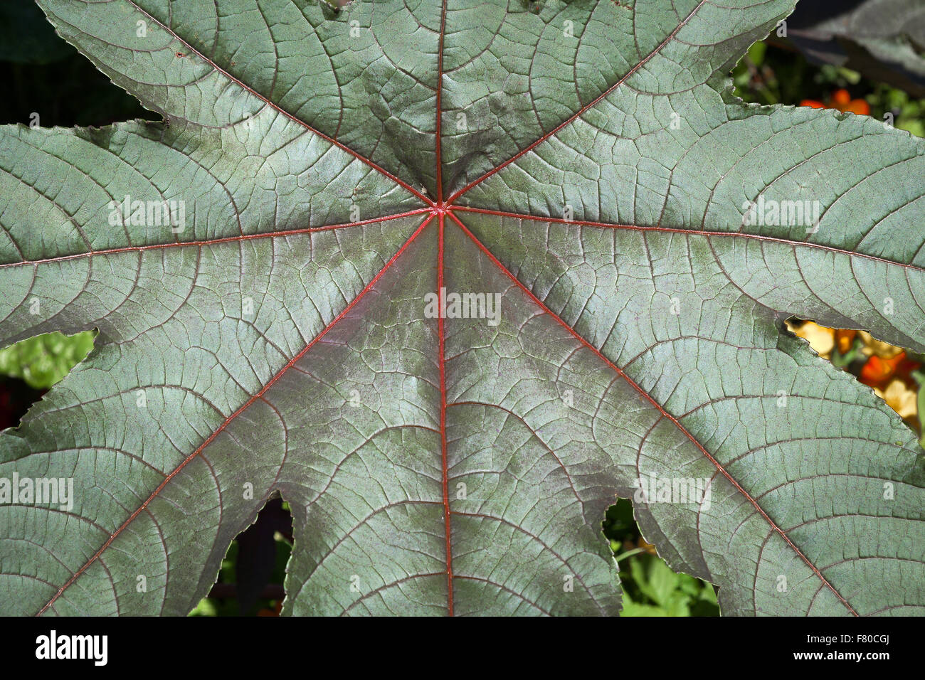 Feuille de ricinus communis Banque de photographies et d’images à haute ...