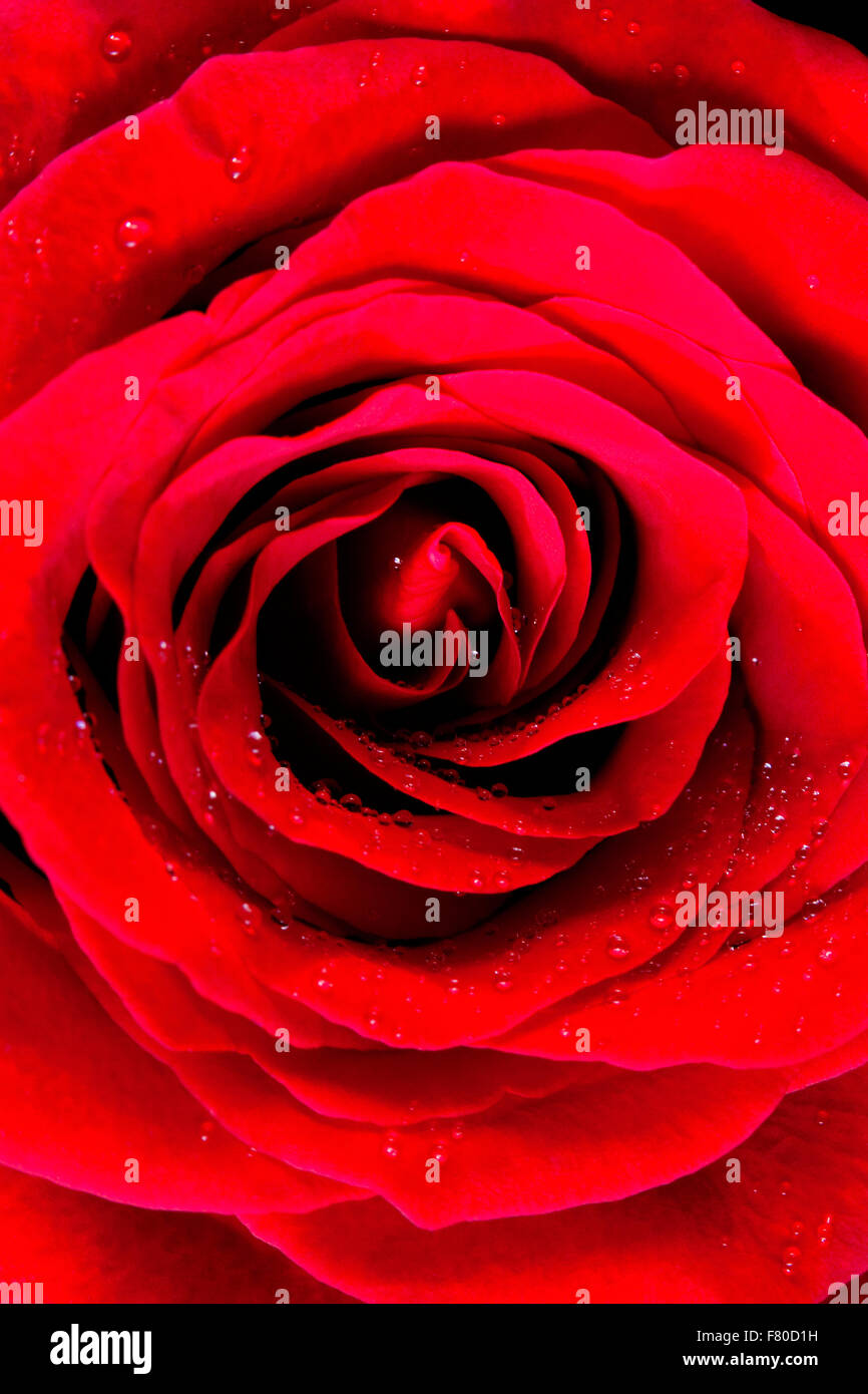 Libre d'une rose rouge Banque D'Images