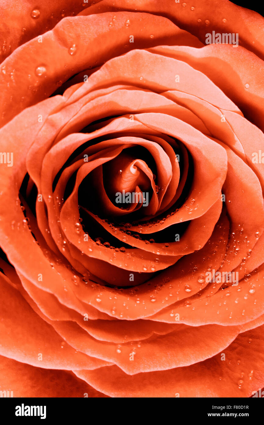 Libre de Yellow-Red Rose Banque D'Images