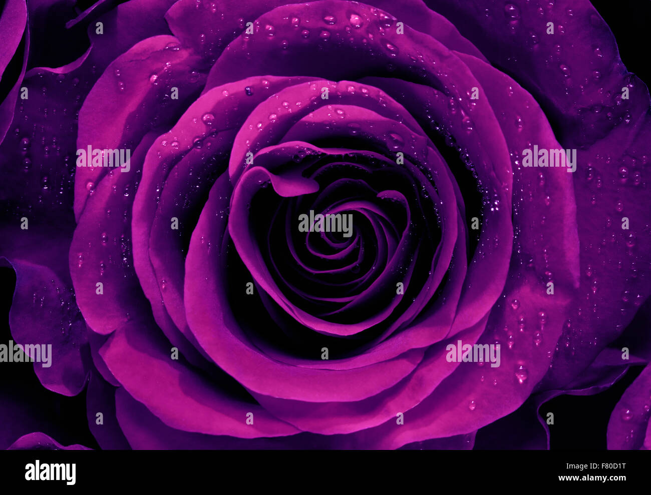 Libre d'un rose pourpre Banque D'Images