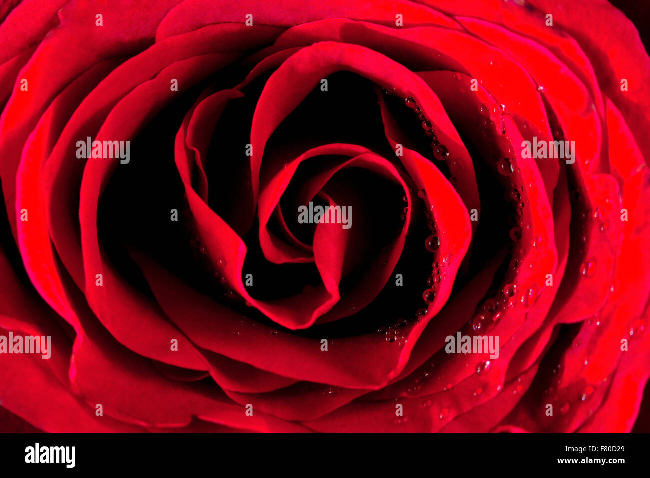 Libre d'une rose rouge Banque D'Images