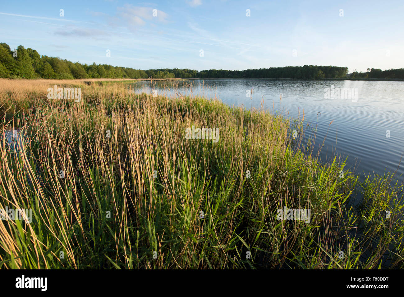 Kölpinsee loddin kölpinsee,-, Usedom, 108-district de Greifswald, mecklenburg-vorpommern, Allemagne Banque D'Images Kölpinsee loddin kölpinsee,-, Usedom, 108-district de Greifswald, mecklenburg-vorpommern, Allemagne Banque D'Images