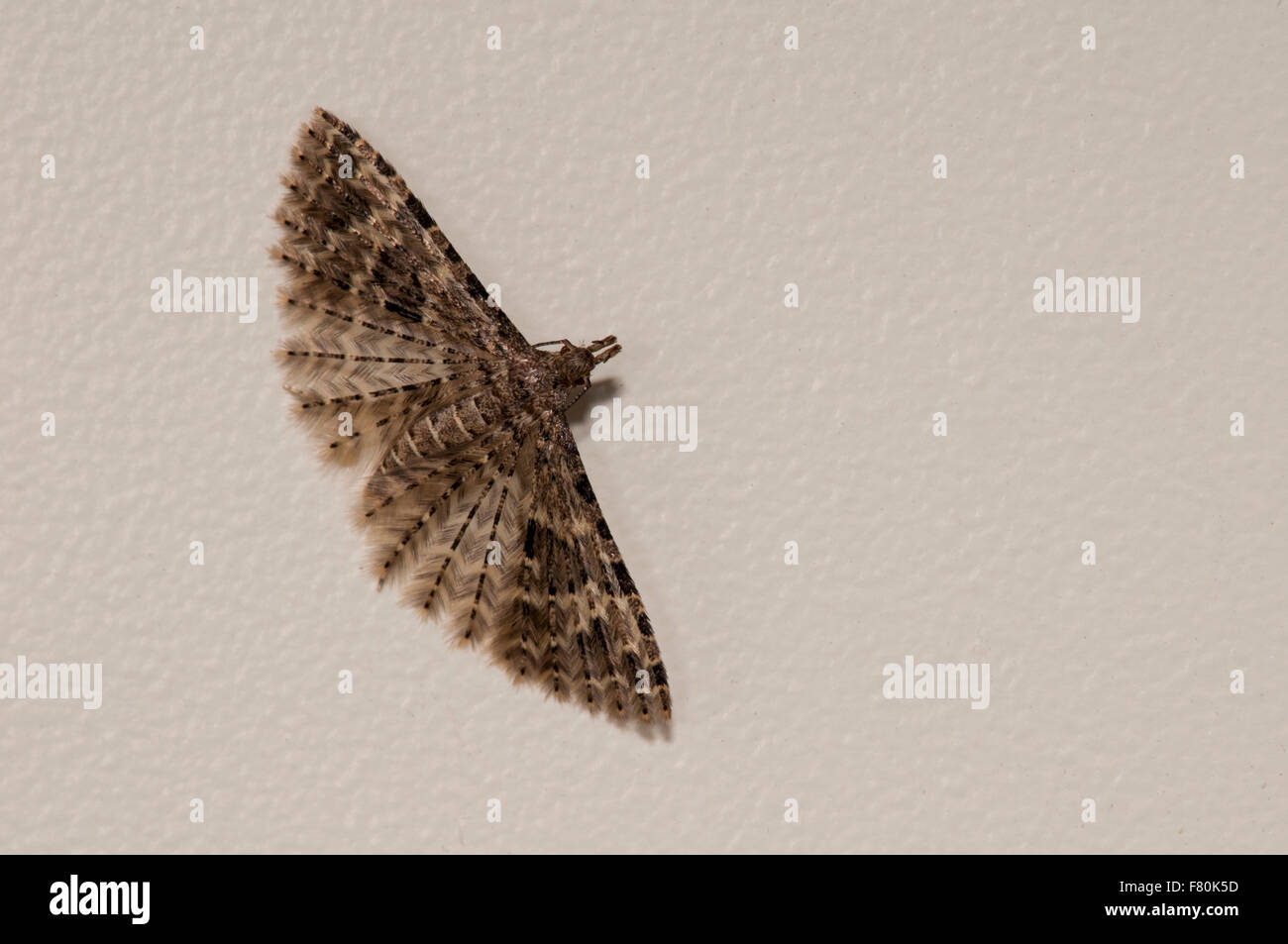 Vingt-plume moth (Alucita hexadactyla) adulte posée sur un mur dans une maison à Thirsk, Yorkshire du Nord. En août. Banque D'Images