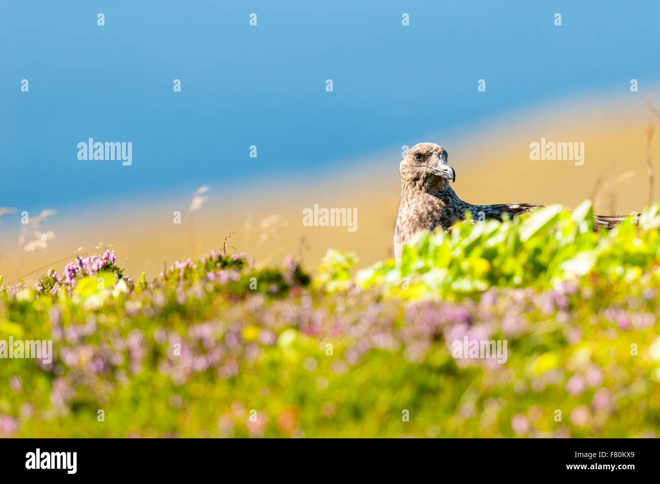 Grand labbe (Catharacta skua) séance adultes dans la bruyère sur l'île de Handa, Sutherland, Scotland. En août. Banque D'Images