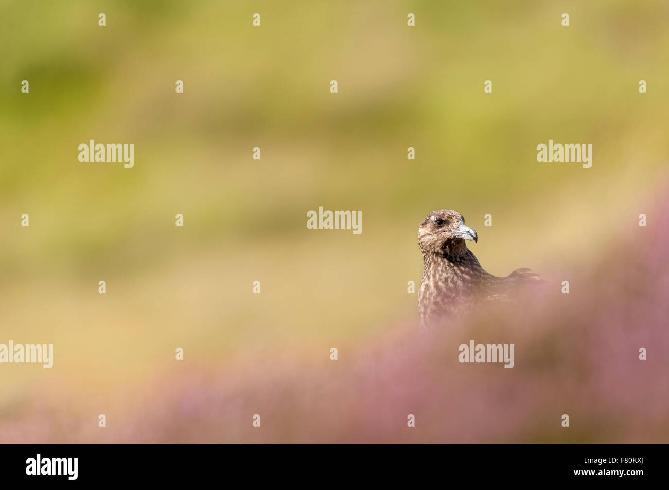 Grand labbe (Catharacta skua) séance adultes dans la bruyère sur l'île de Handa, Sutherland, Scotland. En août. Banque D'Images