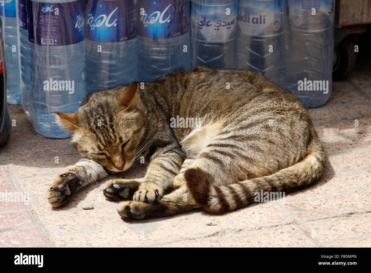 Chat tigré dormir dans le souk dans la ville balnéaire d'Essaouira, dans le sud du Maroc Banque D'Images