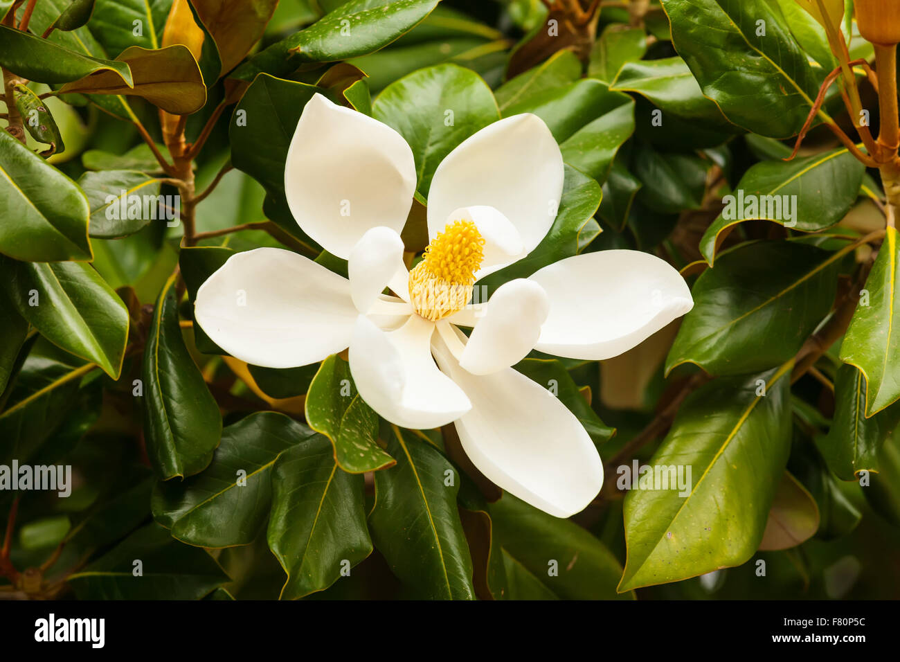 Fleur blanche de Ficus elastica Photo Stock - Alamy